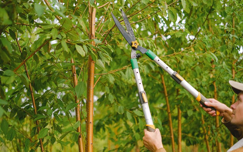 Tree trimming in Sussex, NJ